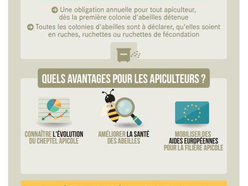 🐝 Déclarez vos ruches avant le 31 décembre !