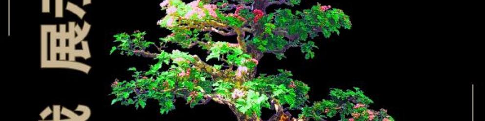 Exposition BONSAÏ 🌳✨